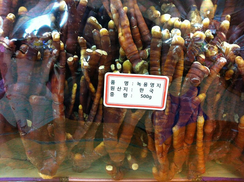 Nấm linh chi sừng hươu Hàn Quốc